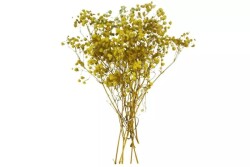 Kuru Çiçek Sarı Cipso - 