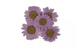 Kurutulmuş Açık Mor Papatya Epoksi Reçine Süsleme Aksesuarı 5 Adet - 