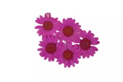 Kurutulmuş Fuşya Papatya Epoksi Reçine Süsleme Aksesuarı 5 Adet - 