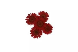 Kurutulmuş Küçük Kırmızı Papatya Epoksi Reçine Süsleme Aksesuarı 5 Adet - 