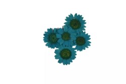 Kurutulmuş Mavi Papatya Epoksi Reçine Süsleme Aksesuarı 5 Adet - 