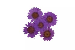 Kurutulmuş Mor Papatya Epoksi Reçine Süsleme Aksesuarı 5 Adet - 