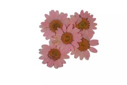 Kurutulmuş Pembe Papatya Epoksi Reçine Süsleme Aksesuarı 5 Adet - 