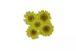 Kurutulmuş Sarı Papatya Epoksi Reçine Süsleme Aksesuarı 5 Adet - 