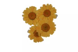 Kurutulmuş Turuncu Papatya Epoksi Reçine Süsleme Aksesuarı 5 Adet - 