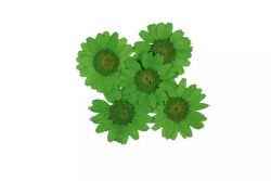Kurutulmuş Yeşil Papatya Epoksi Reçine Süsleme Aksesuarı 5 Adet - 