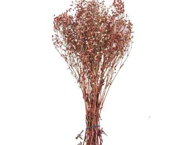 Pembe Şoklanmış Cipso Kuru Çiçek - 1